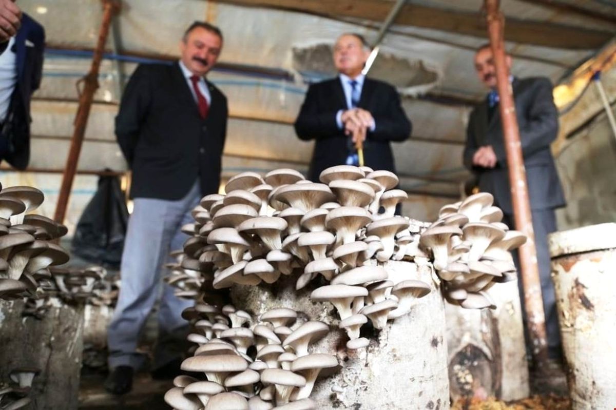 Kayın Mantarı Üretim Alanlarını İnceledi