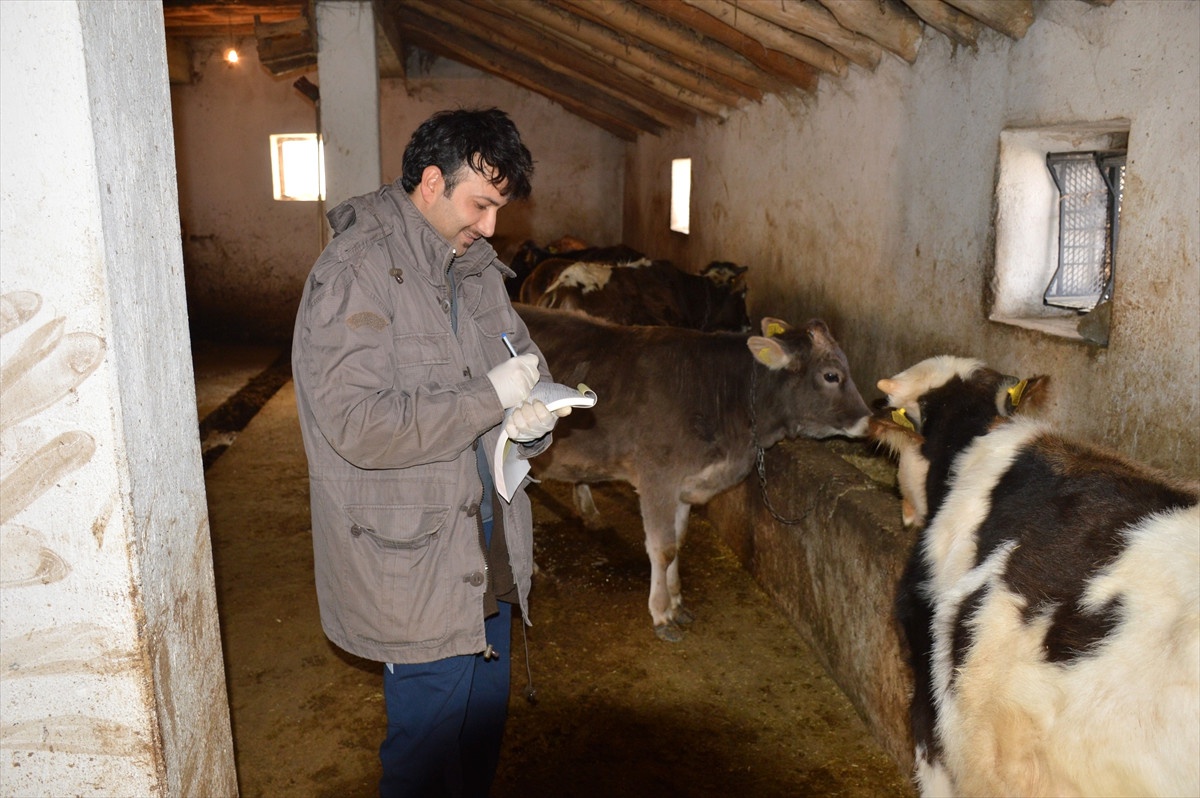 Malazgirt\'te Küpeleme ve Aşı Çalışması