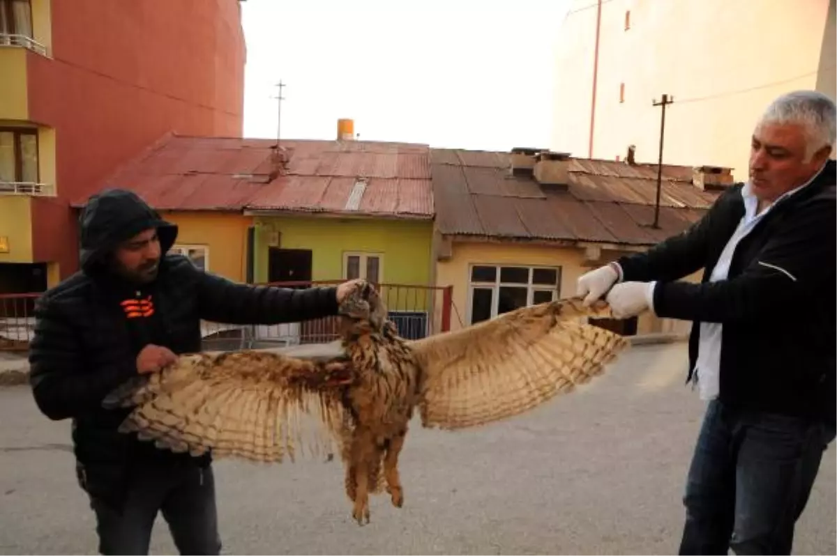 Puhu Kuşu, Elektrik Akımına Kapılarak Öldü