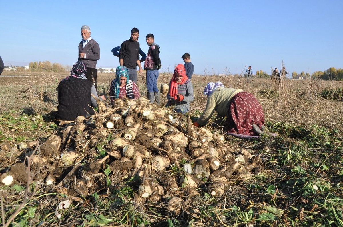 Sağanak Yağış Çiftçinin İşini Zorlaştırdı