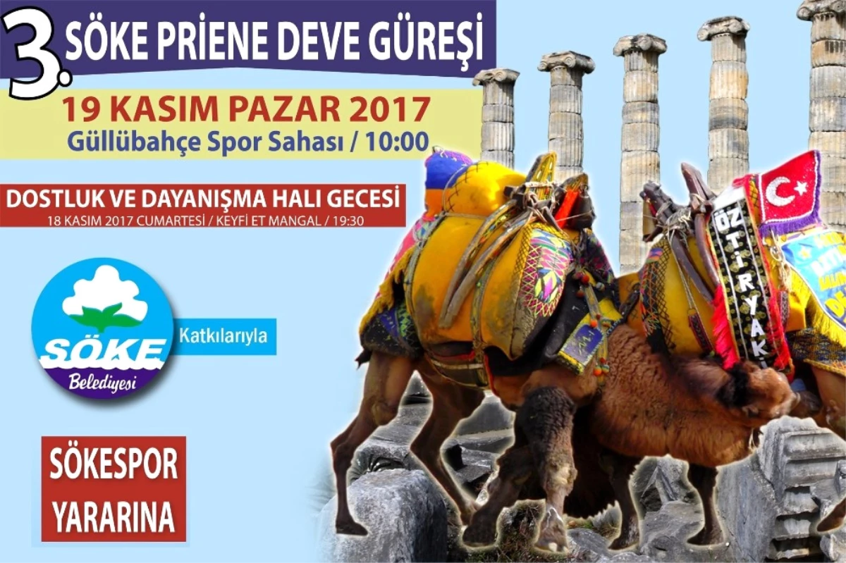 Söke\'de Deve Güreşi Heyecanı Yaşanacak