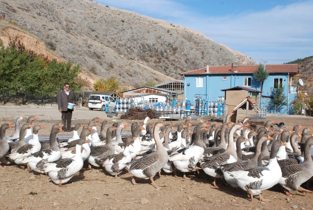 Tüp Deposunda Hobi Olarak Başladı, 350 Kümes Hayvanı Besliyor