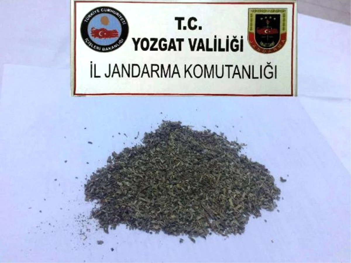 Yol Kontrolünde Durdurulan Sürücünün Üstünden Bonzai Çıktı