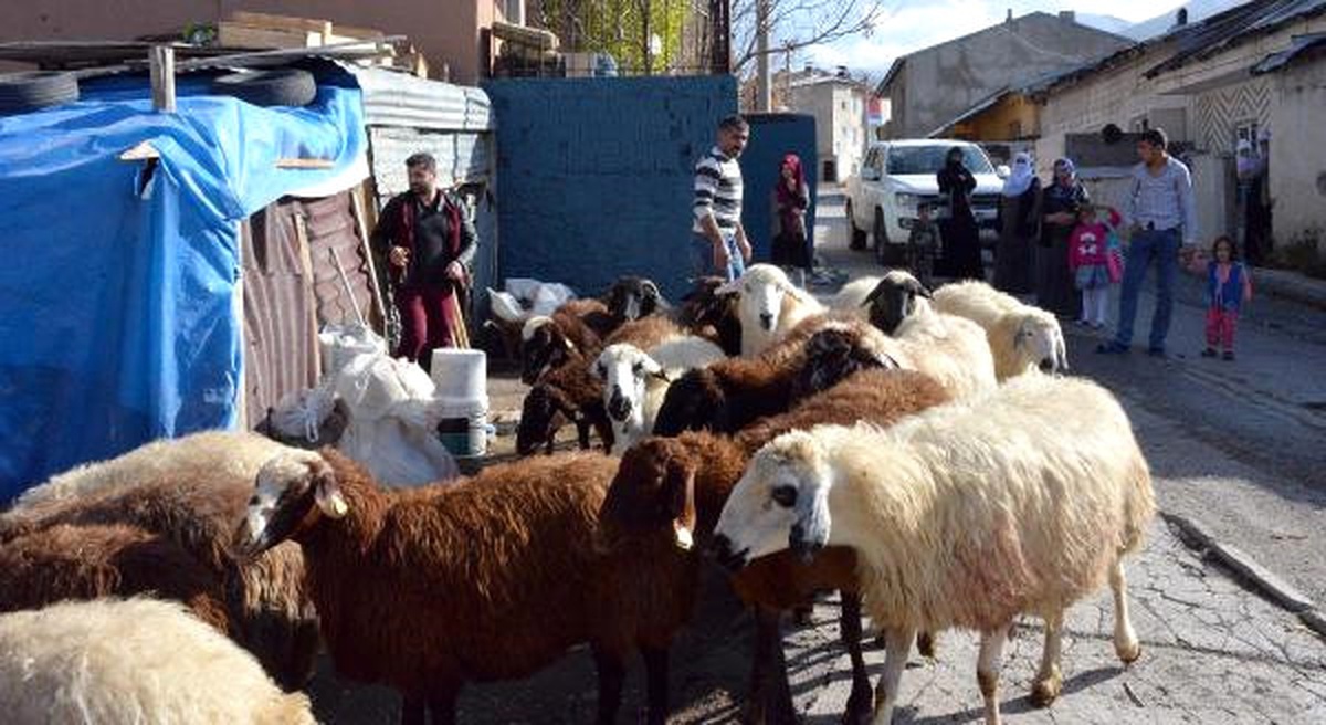 Ağıldan Çıkan Koyunları, Kurtlar Telef Etti