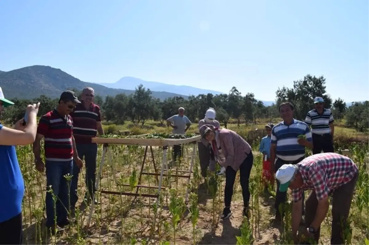 Bu Kaymakam Çömlek Yapıyor, Tütün Kırıyor