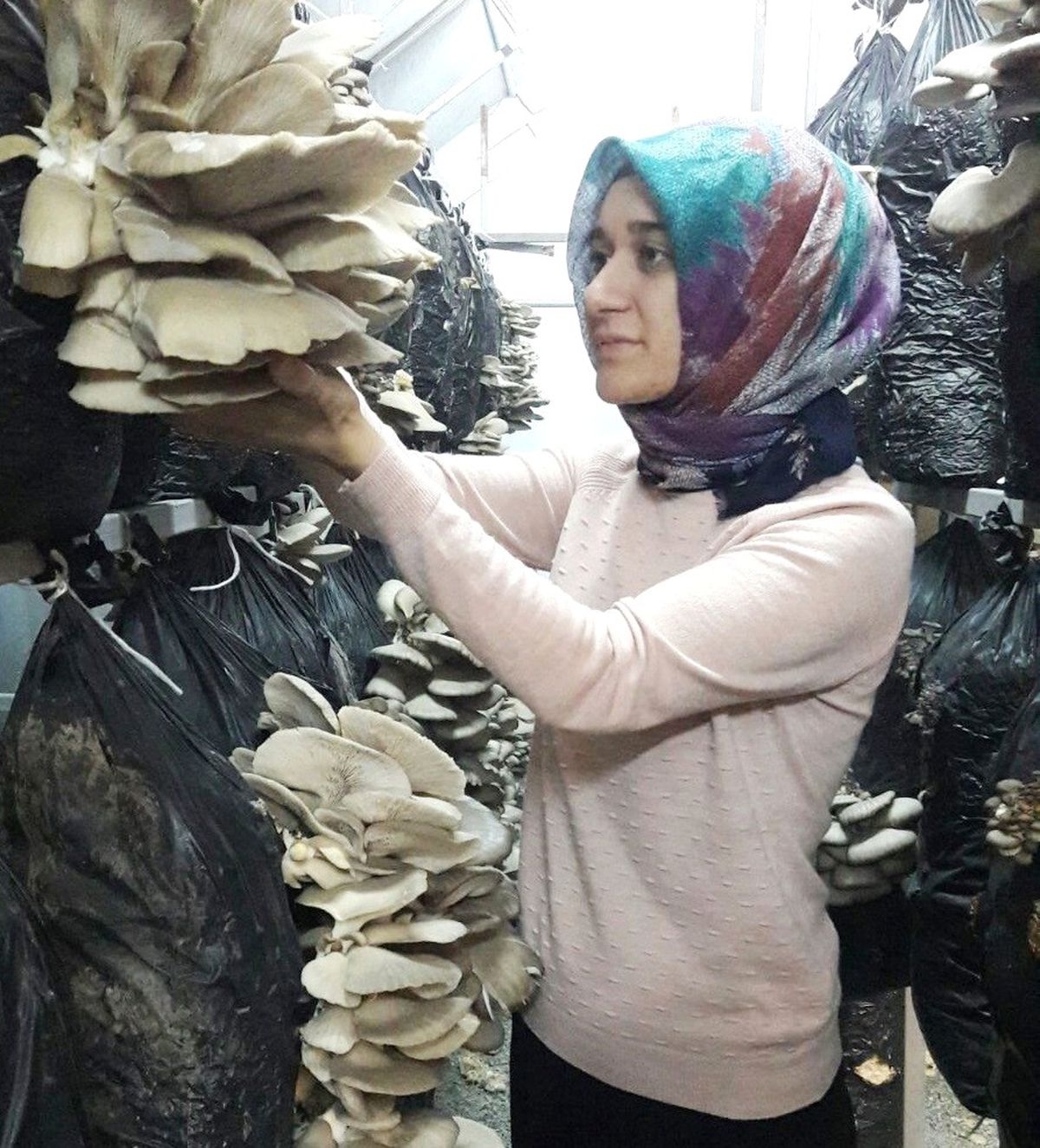Devlet Desteğiyle Kurduğu Serada \'İstiridye Mantarı\' Yetiştiriyor