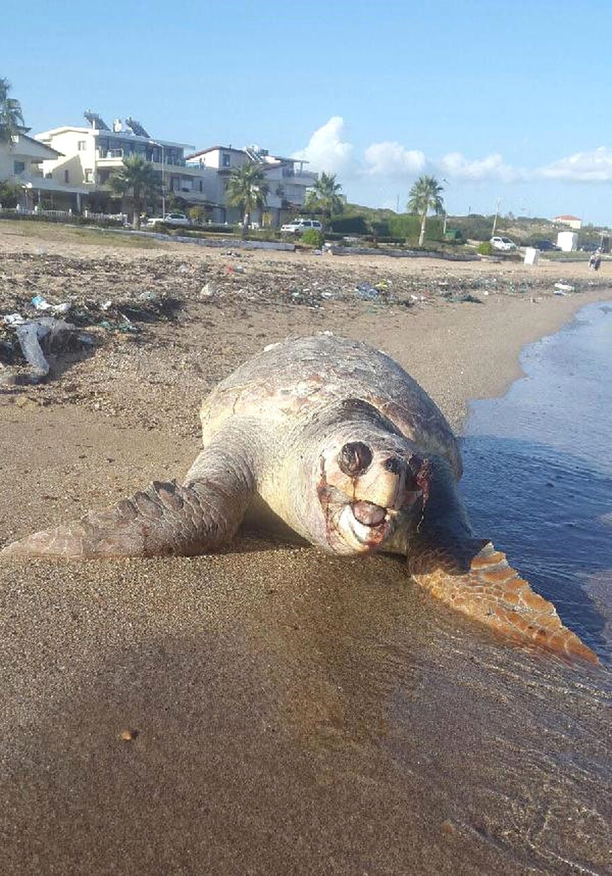 Didim\'de Ölü Caretta Caretta Kıyıya Vurdu