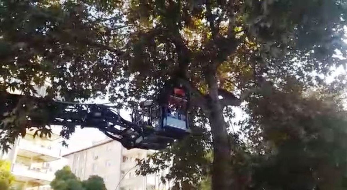 Gaziantep\'te Ağaçta Mahsur Kalan Kediyi İtfaiye Kurtardı