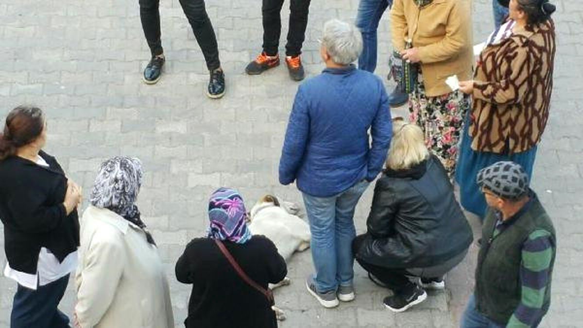 Hastane Önünde Bayılan Köpeğe Yardıma Koştular
