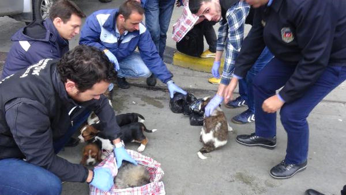 Kapıkule\'de Otomobildeki Çantalardan 10 Yavru Köpek Çıktı