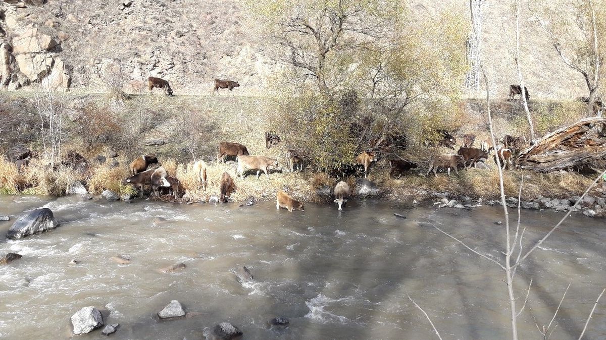 Kars\'ta Sıcak Hava En Çok Hayvancılıkla Uğraşanlara Yaradı