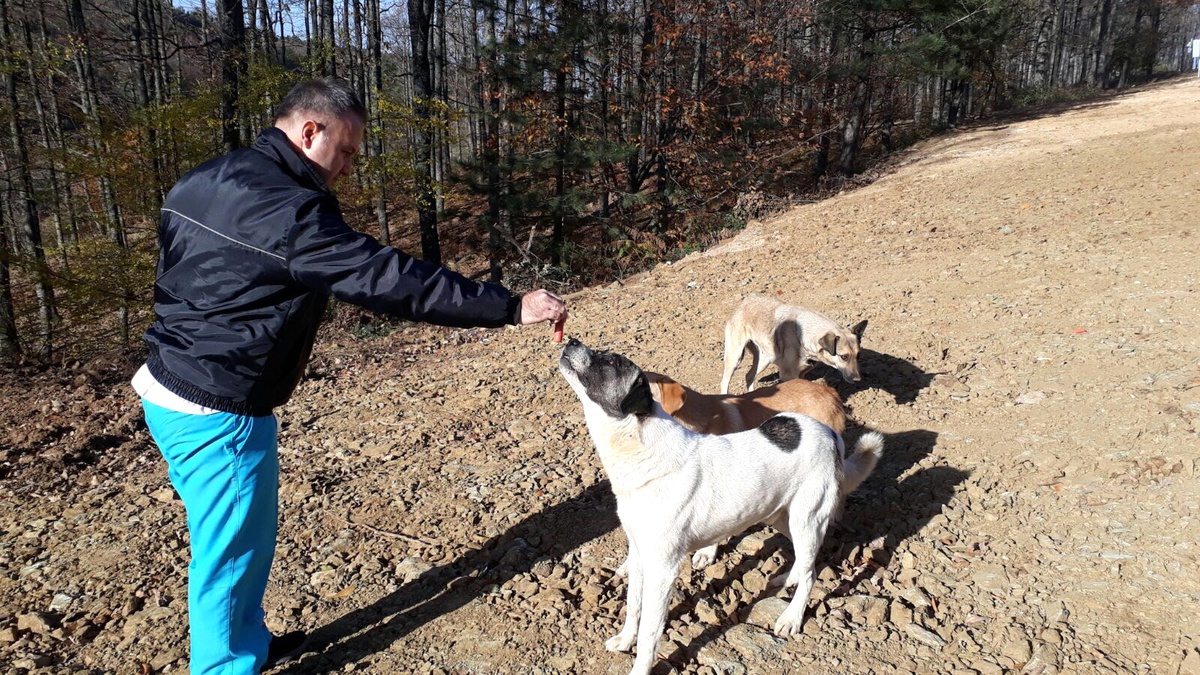 Osmangazi Belediyesi, Sokak Hayvanlarına Sahip Çıktı