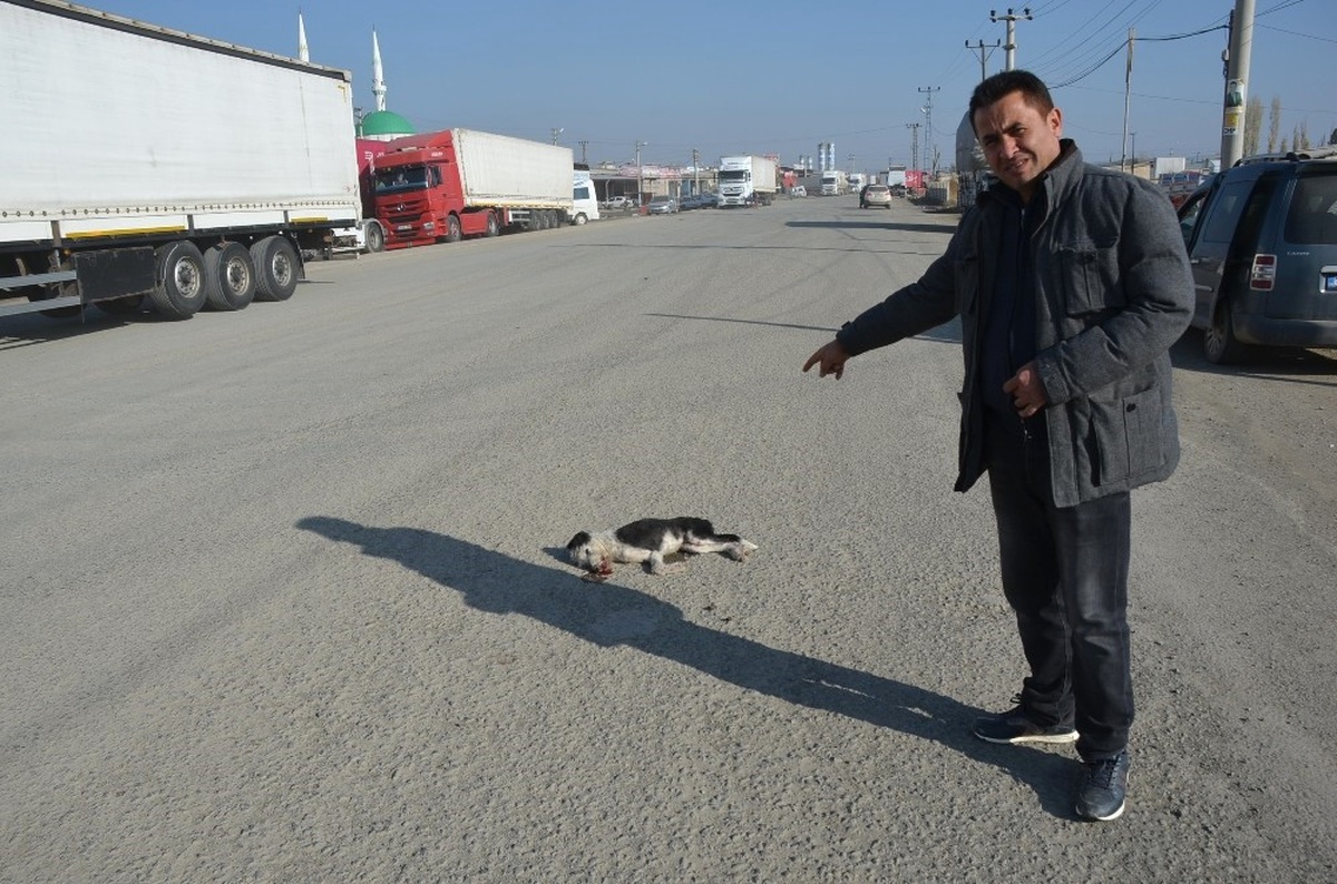 Otomobilin Çarptığı Yavru Köpek Telef Oldu