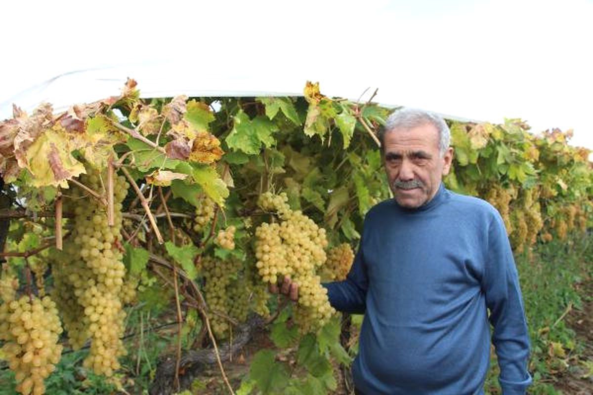 Sultanlara Layık Üzüm\', Eksi 5 Dereceye Kadar Dayanıyor