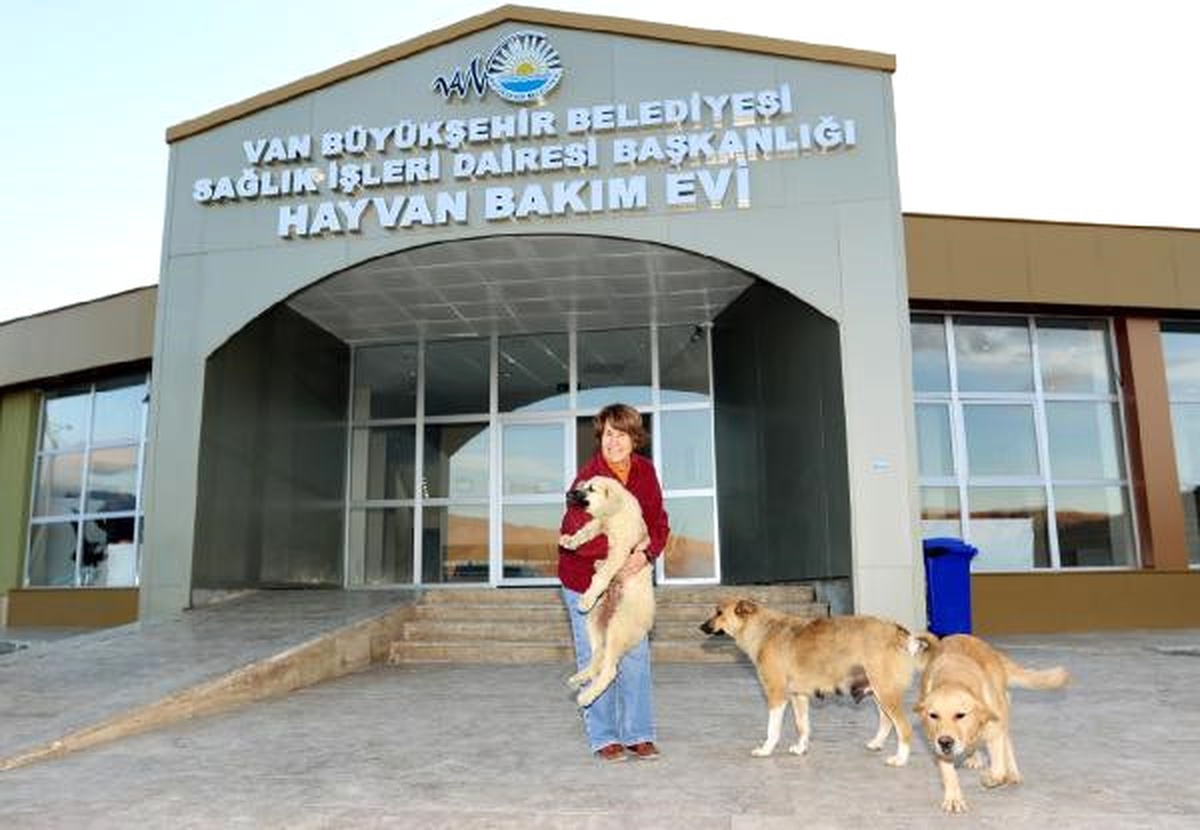 Van\'da Kulağı Kesilen Yavru Köpeğe, İzmirli İş Kadını Sahip Çıktı