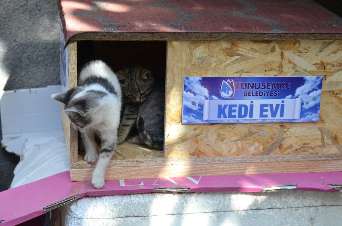 Yunusemre Hayvanları da Düşünüyor