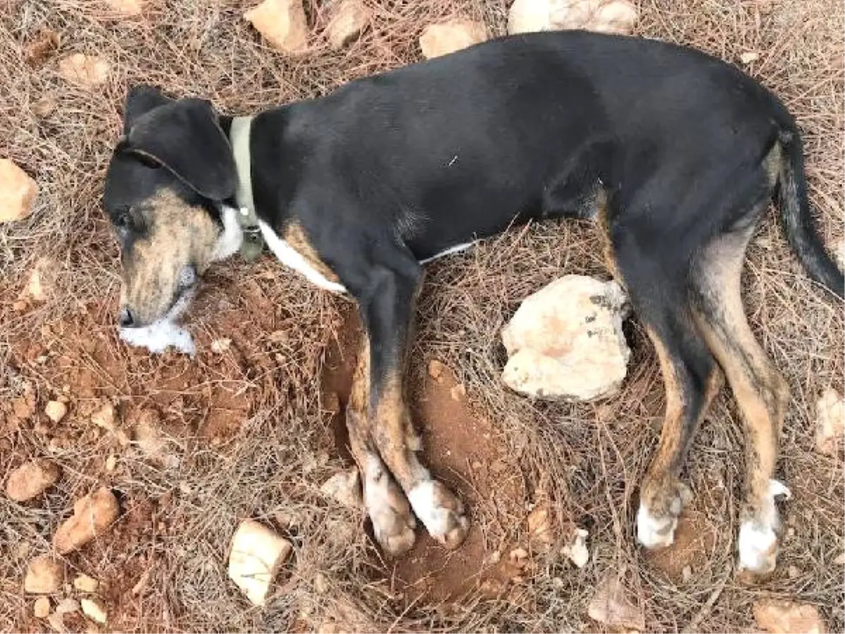 Zehirlenen Av Köpekleri Telef Oldu