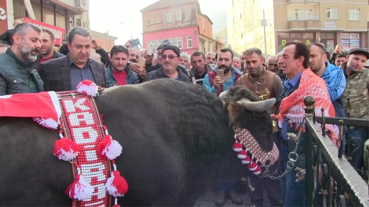 Adımlar Şampiyon Boğa İçin Atıldı