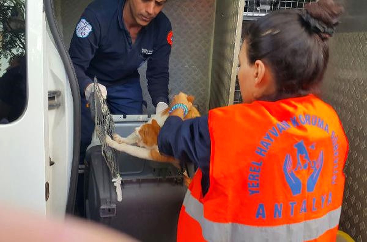 Antalya\'da Tavuk Etiyle Zehirlenen 4 Kedi Telef Oldu