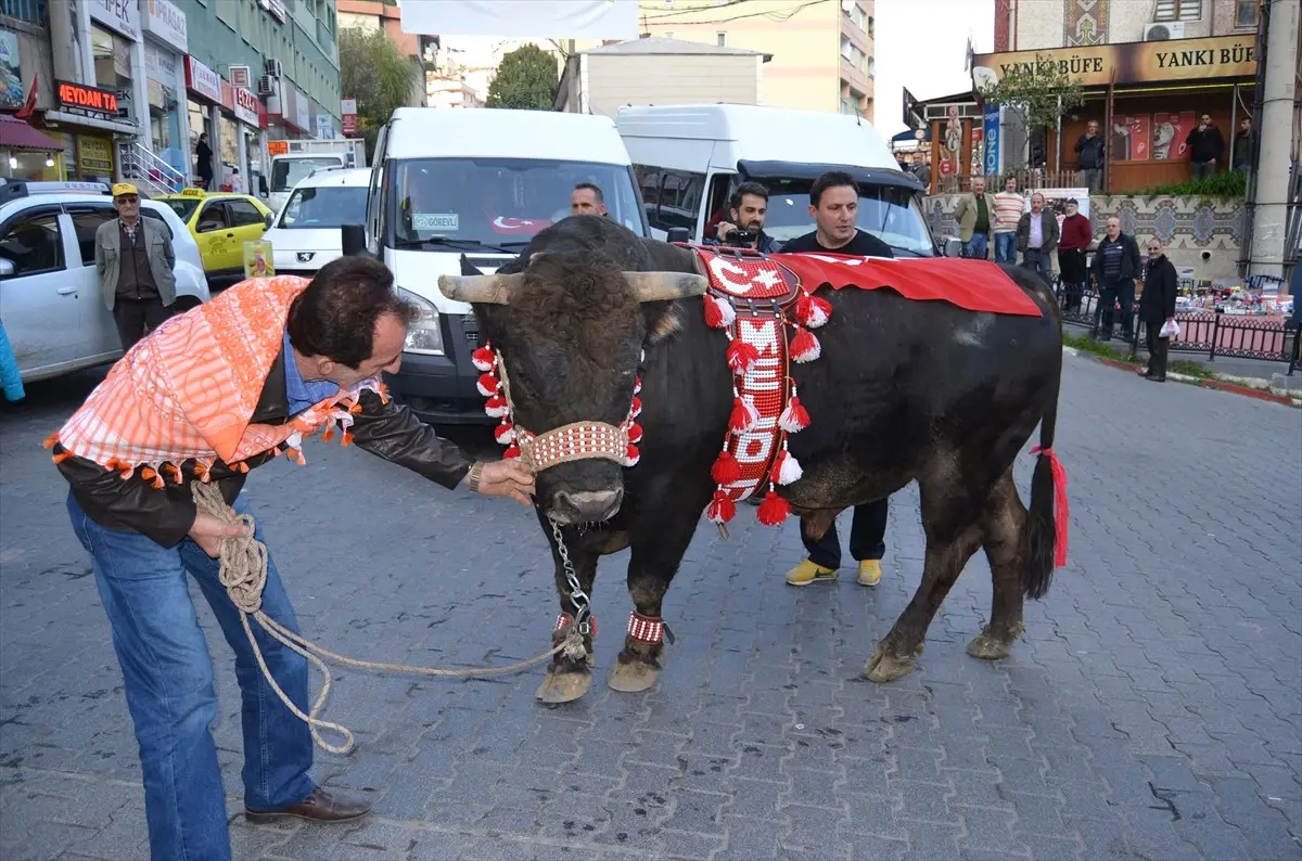 Artvin\'de Şampiyon Boğaya Yoğun İlgi