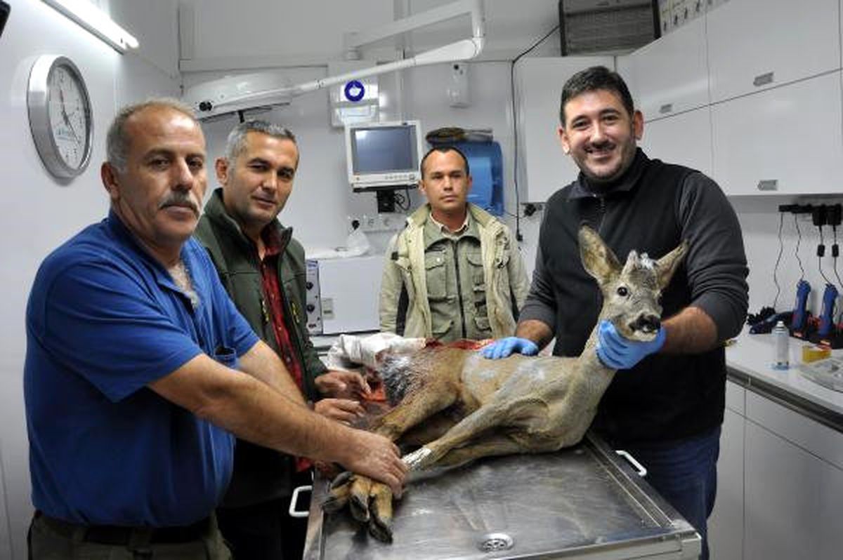 Köpeklerin Saldırdığı Karaca Tedavi Edildi