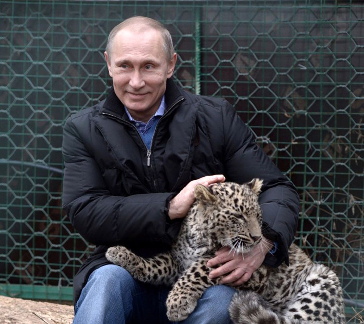 Putin\'in Leoparı Abhazya\'da Yakalandı