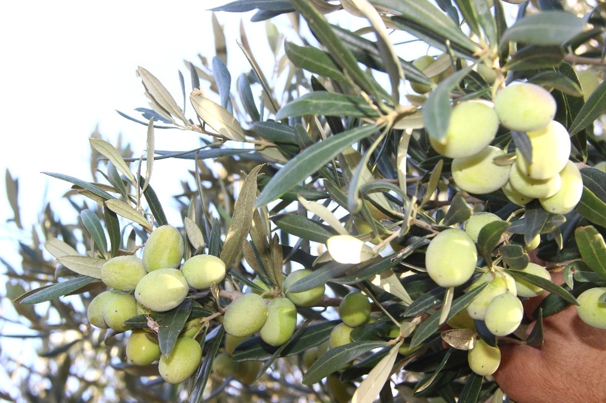 Zeytinyağı Fiyatlarında Artış Olmadı