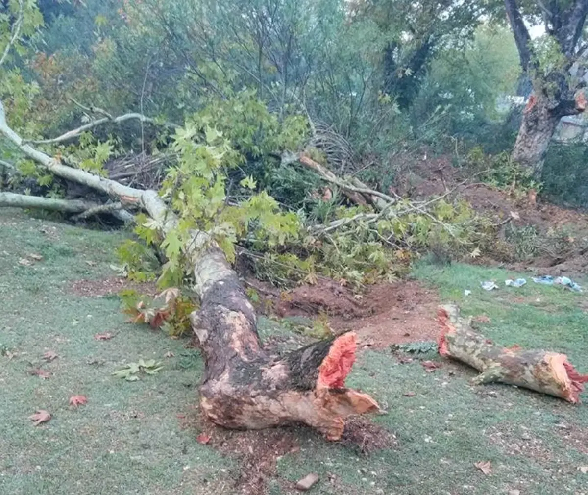 100 Yıllık Çınar Ağaçlarının Kesilmesine Tepki