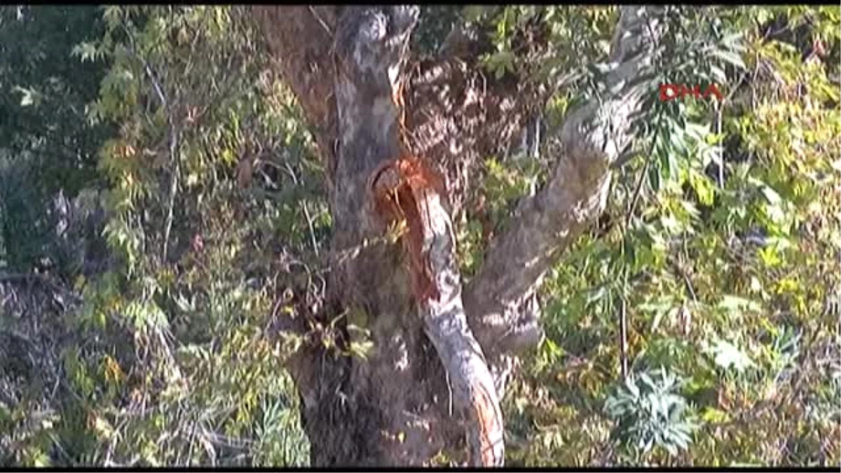 Antalya Şelale Çağlasın Diye Ağaçlar Kesiliyor\' İddiası