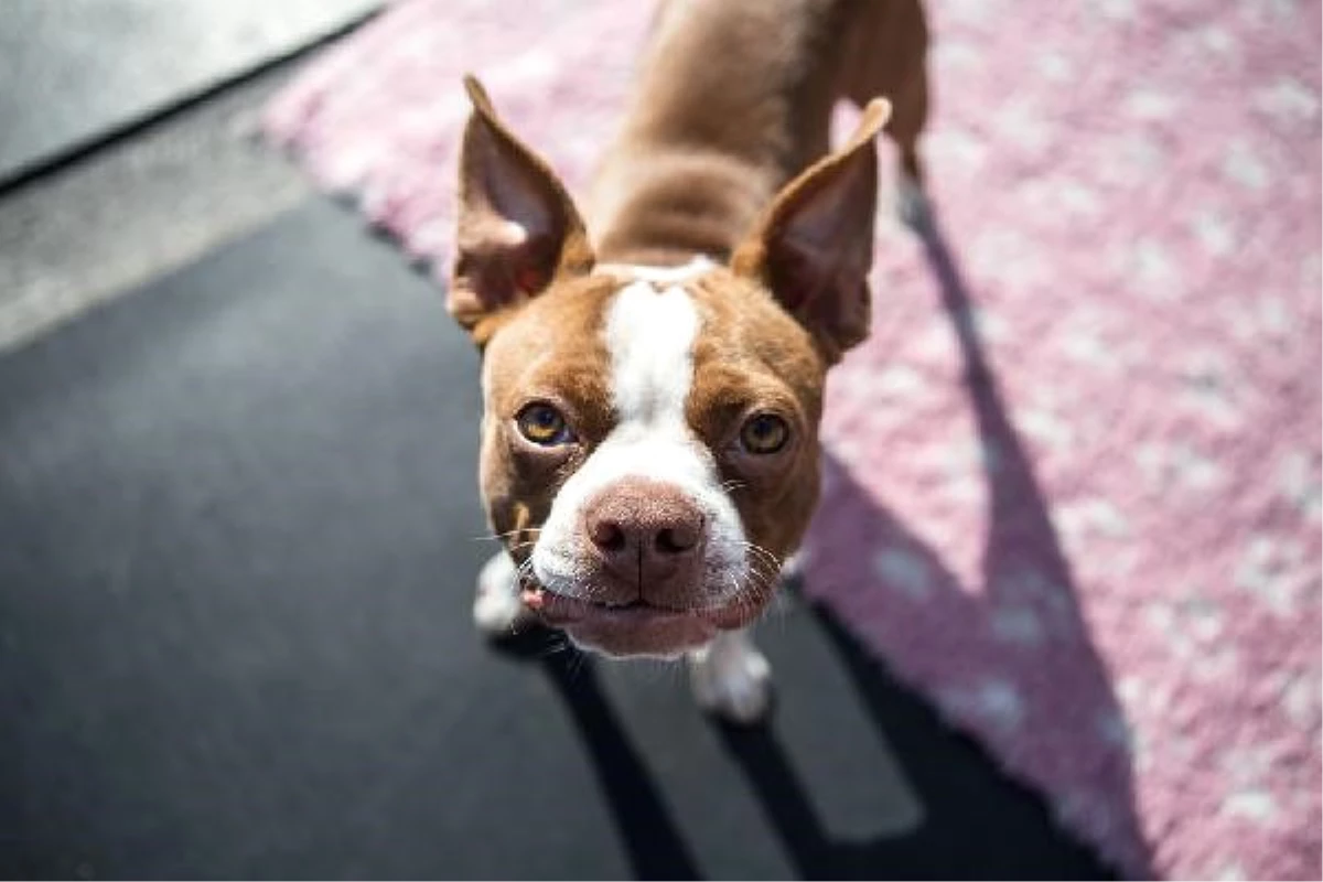 Kalbiniz İçin Köpek Besleyin! Köpeği Olanlar Yüzde 36 Oranında Daha Uzun Yaşıyor