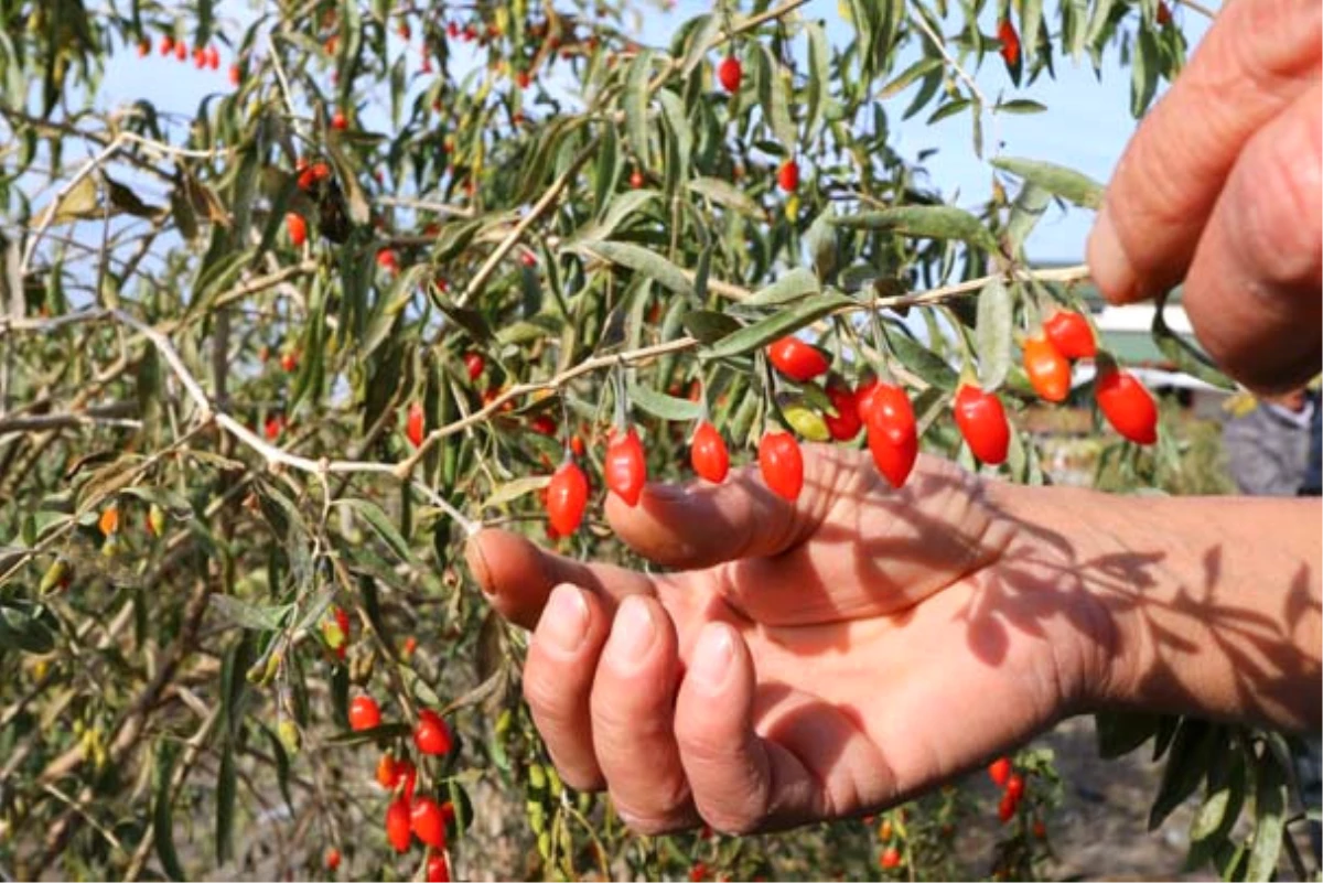 Hobi Olarak Goji Berry Üretmeye Başladılar, Şimdi Talebe Yetişemiyorlar