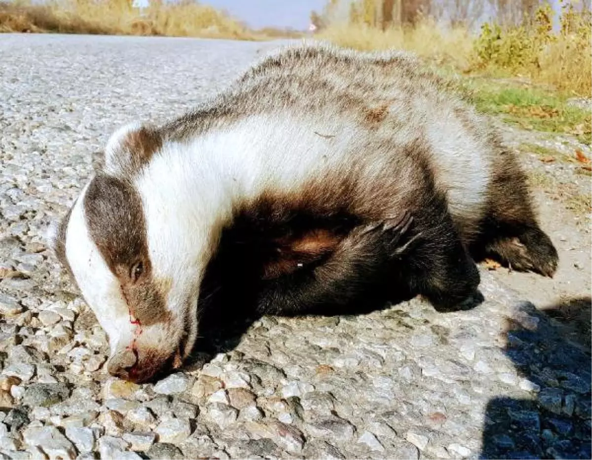 Karayolunda Porsuk Ölüsü Bulundu