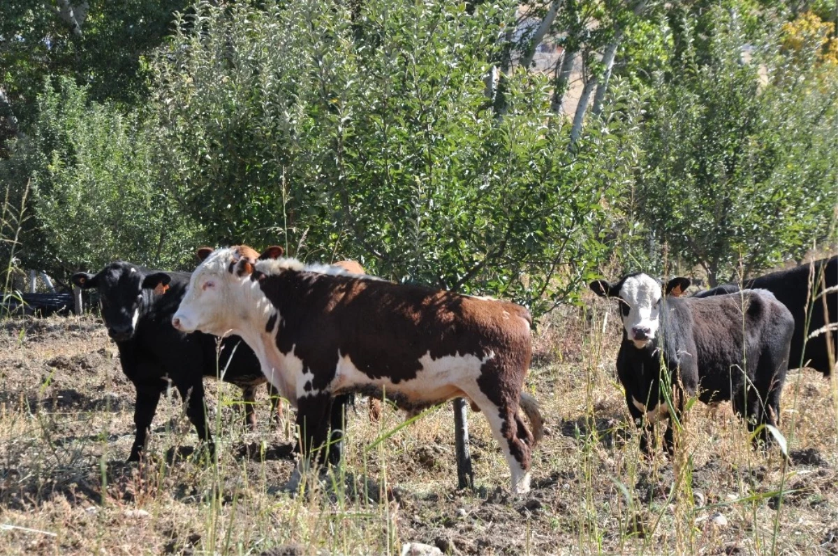 Kendi İmkanıyla Angus Çiftliği Kurdu