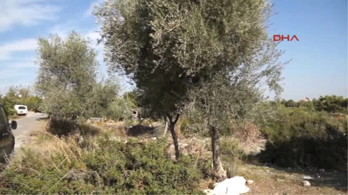 Mersin Zeytin Ağaçlarını Kestirtmediler