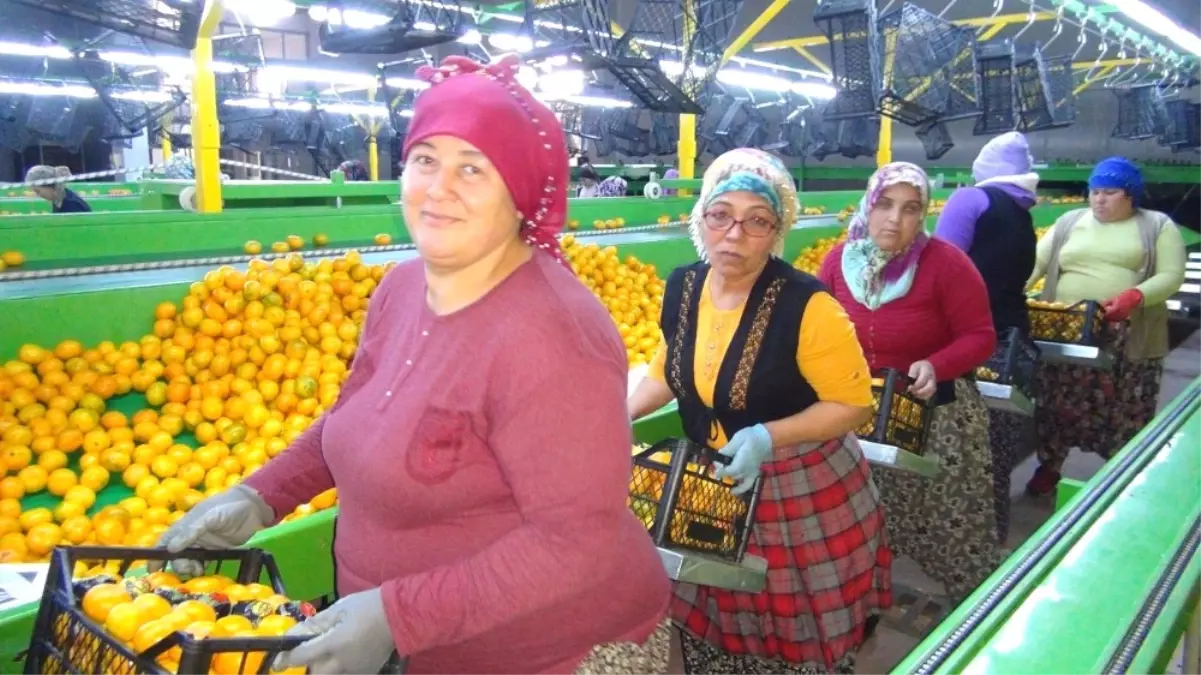 Rusya Kapıları Açtı Mandalina İhracatı Başladı