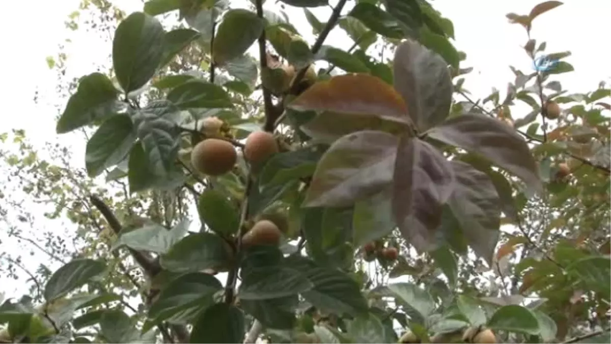 Adı Trabzon Hurması Ama... Trabzon\'da Neredeyse Hiç Yetrişmişyor