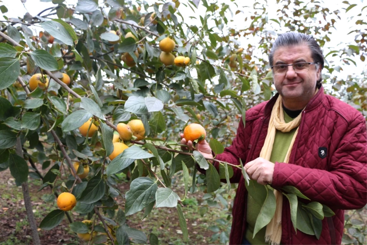 Bu Meyveye İsmini Verdi Ama...