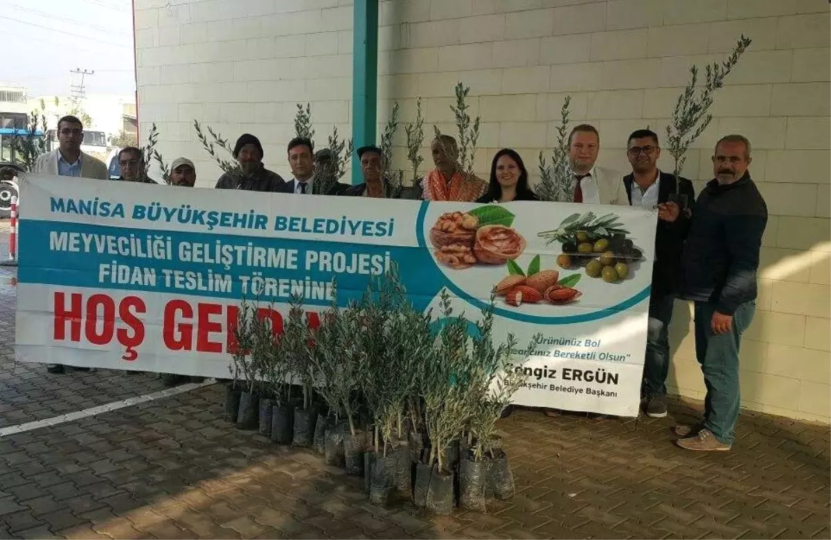 Büyükşehirden Üreticiye 122 Bin 500 Adet Zeytin Fidanı Desteği