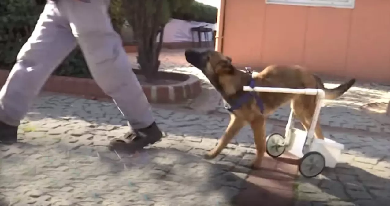 Felçli Köpek Su Borusu ve Pazar Arabasıyla Hayata Tutundu