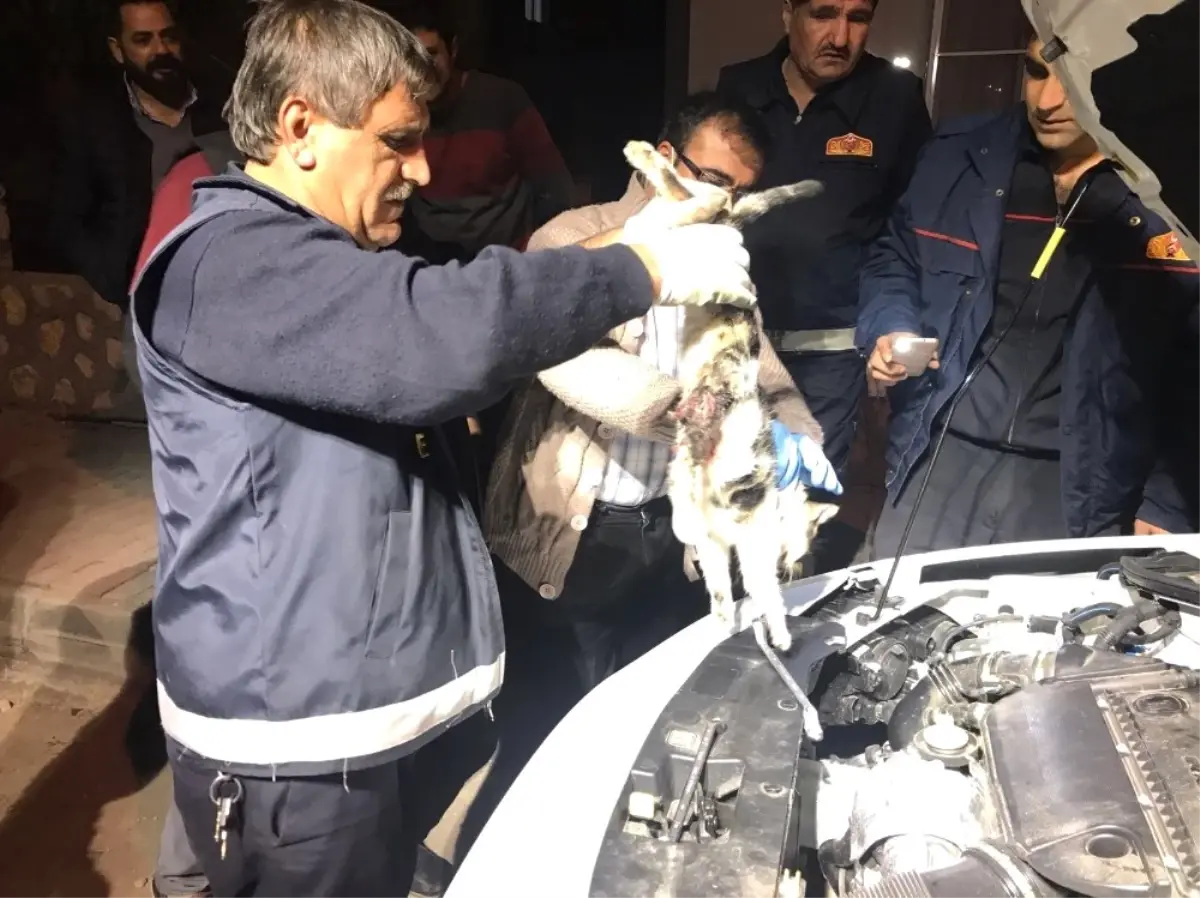 Motor Kısmına Sıkışan Kedi Uyutularak Kurtarıldı