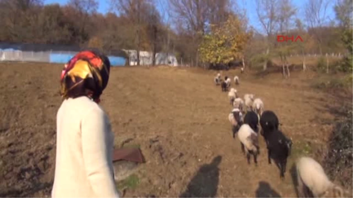 Zonguldak Şehirden Köye Dönüp Hayvancılıkla Gelirlerini Artırdılar