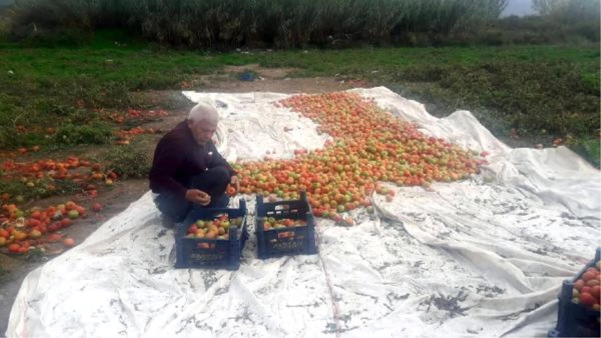 Datça Domatesi Üreticiyi Güldürdü