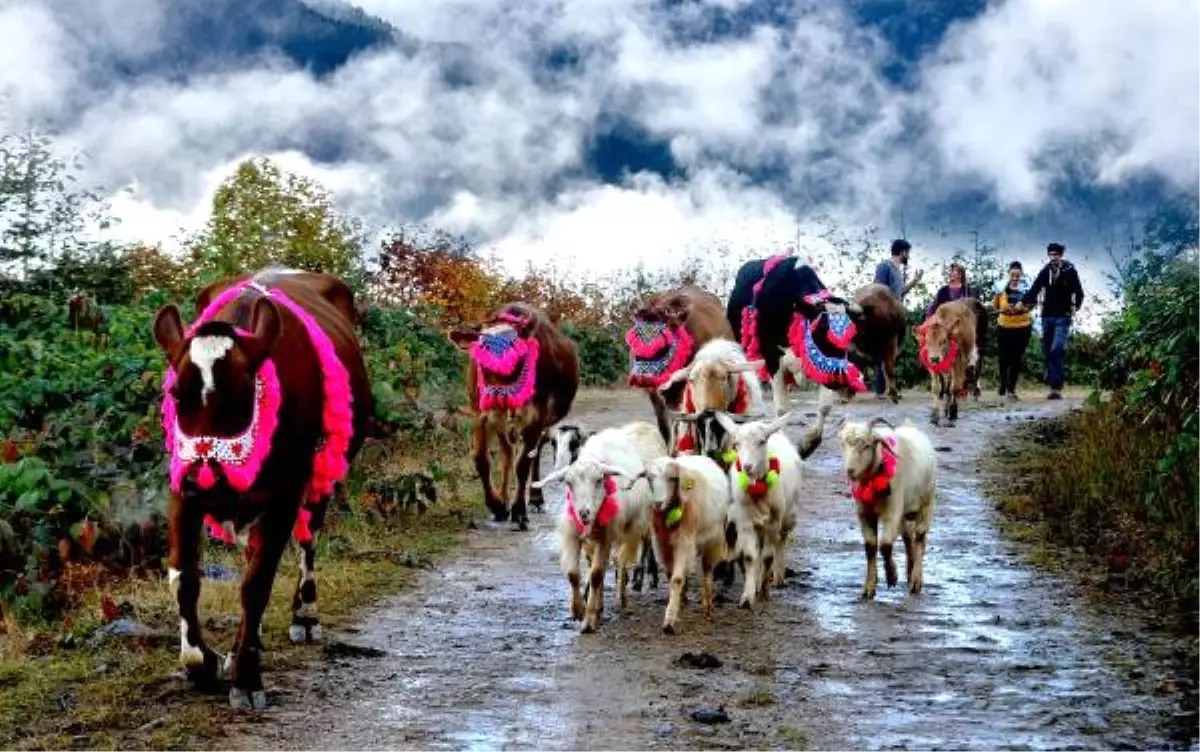 Doğu Karadeniz\'de \'Yayla Göçü\' Sona Erdi