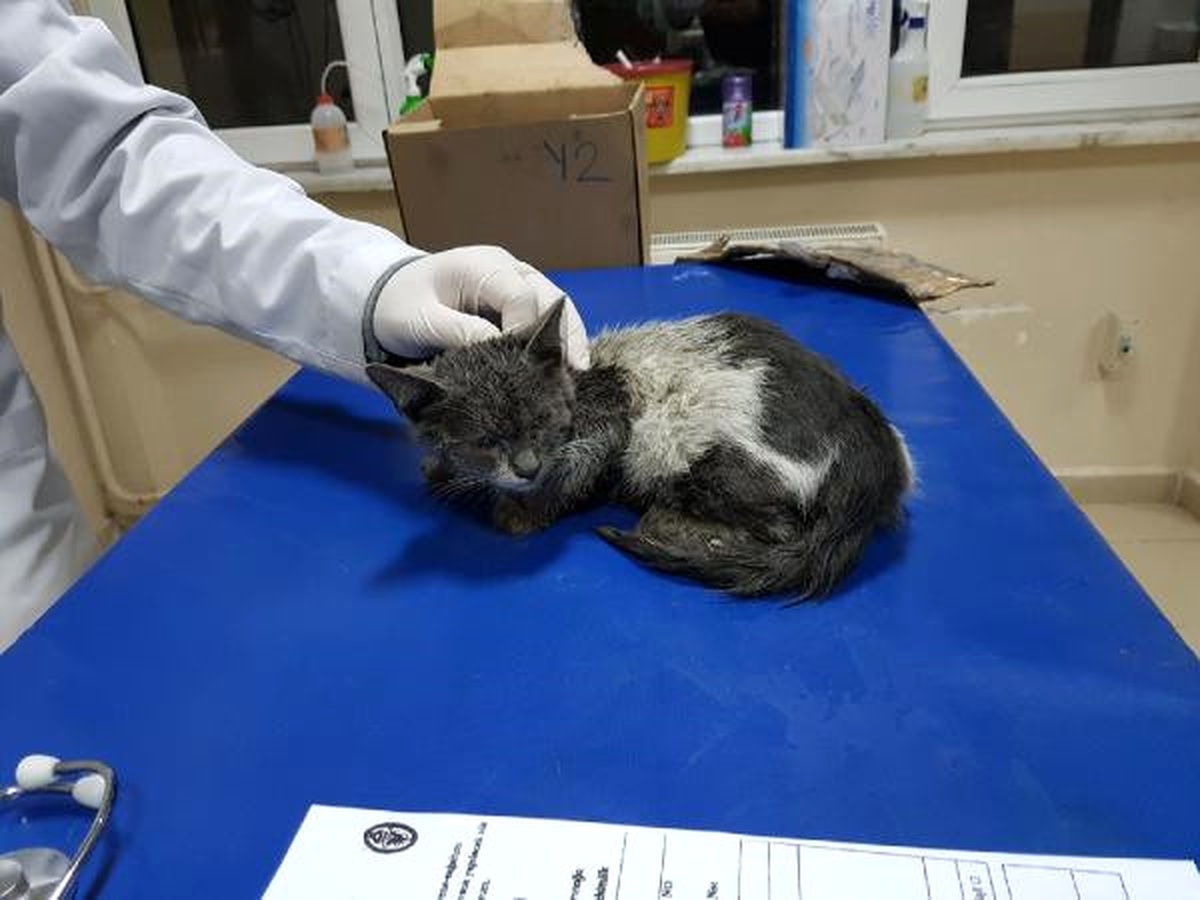 Ekip Aracının Motor Bölümüne Giren Kedi Polisleri Uğraştırdı