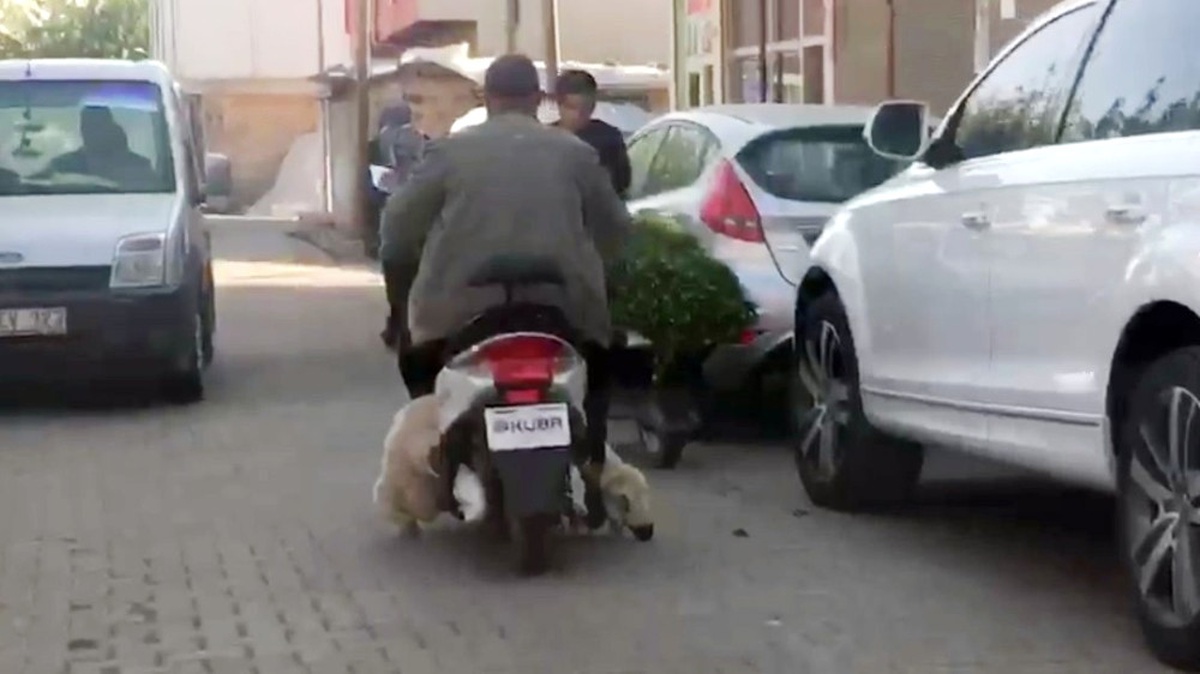 Koyunu Motosikletle Taşıyan Sürücü Görenleri Şaşırttı