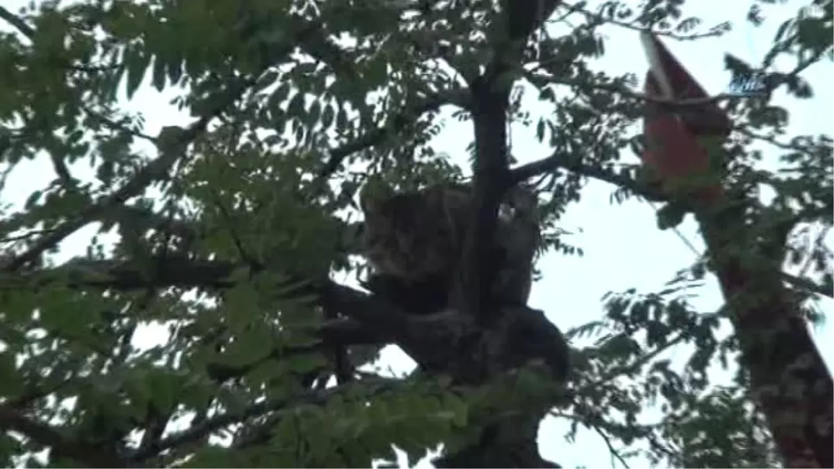 Taksim\'de Ağaçta Mahsur Kalan Kedi İçin Vatandaşlar Seferber Oldu