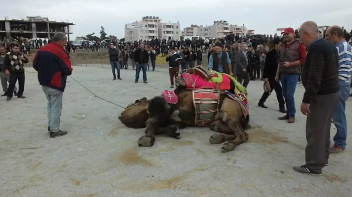 Burhaniye\'de Güreşçi 82 Deveye Havut Giydirildi