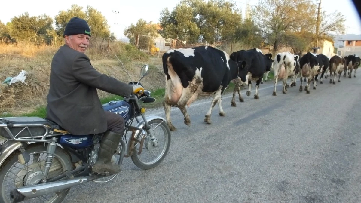 Burhaniye\'de Motosikletli İnek Çobanı