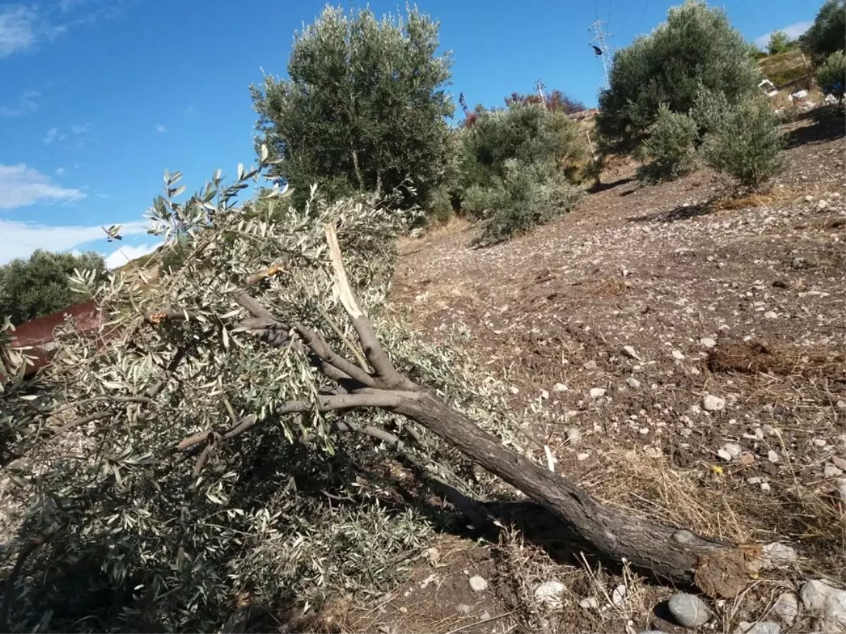 Çeşme\'de Hortum Ağaçları Devirdi, Çatıyı Uçurdu