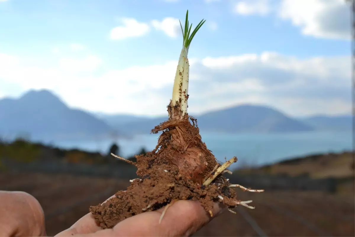 Eğirdir\'in Yeni, Alternatif Tarım Ürünü; "Safran"